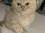 TruBalooScots Scottish Fold Kittens for Sale - Scottish Fold Cat For Sale - Jobstown&comma; NJ&comma; US