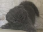 TruBalooScots Scottish Fold Straight Kittens for - Scottish Fold Cat For Sale - Jobstown&comma; NJ&comma; US