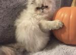 Pilgrim - Persian Cat For Sale - Atlanta&comma; GA&comma; US