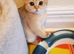 Scottish Straight Golden Kittie - Scottish Straight Cat For Sale - Brooklyn&comma; NY&comma; US