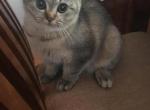 Scottish Straight female - Scottish Straight Cat For Sale - Brooklyn&comma; NY&comma; US
