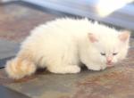 Yaroslav of Romanov Dynasty - Siberian Cat For Sale - Ashburn&comma; VA&comma; US