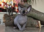 Garold - Sphynx Cat For Sale - Pembroke Pines&comma; FL&comma; US