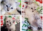 Snow female - Highlander Cat For Sale - Frenchtown&comma; MI&comma; US