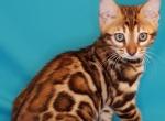 Xanna - Bengal Cat For Sale - Pembroke Pines&comma; FL&comma; US