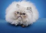 Shiekspurr Caesar - Himalayan Cat For Sale - Satellite Beach&comma; FL&comma; US