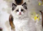 Natan - Ragdoll Cat For Sale - Pembroke Pines&comma; FL&comma; US