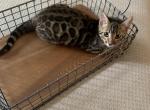 F3 glitter bengal - Bengal Cat For Sale - Litchfield&comma; IL&comma; US