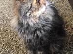 Duvessa - Persian Cat For Sale - Sheridan&comma; MI&comma; US