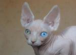 Tilda - Sphynx Cat For Sale - Pembroke Pines&comma; FL&comma; US