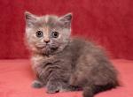 Zirka - Munchkin Cat For Sale - Pembroke Pines&comma; FL&comma; US