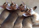 MiuMiu Mango and Mozart - Abyssinian Cat For Sale - Pembroke Pines&comma; FL&comma; US