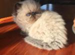 Duvessa Hanna litter - Himalayan Cat For Sale - Sheridan&comma; MI&comma; US