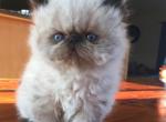 Champion sired CFA registered male seal point - Persian Cat For Sale - Sheridan&comma; MI&comma; US