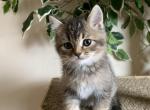 Marysia - Scottish Fold Cat For Sale - Philadelphia&comma; PA&comma; US