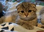 Kittens - Scottish Fold Cat For Sale - Philadelphia&comma; PA&comma; US