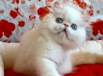 Shifon - Persian Cat For Sale - Pembroke Pines&comma; FL&comma; US