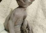 Alisa female Sphinx kitten - Sphynx Cat For Sale - Pembroke Pines&comma; FL&comma; US