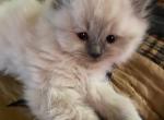 Lilac Himalayan Male Perfect Holiday Gift - Himalayan Cat For Sale - Biglerville&comma; PA&comma; US