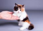 Balenciaga - Munchkin Cat For Sale - Pembroke Pines&comma; FL&comma; US