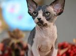 Bali - Sphynx Cat For Sale - Pembroke Pines&comma; FL&comma; US