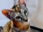 Deva  Female Peterbald - Peterbald Cat For Sale - Dallas&comma; TX&comma; US