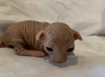 Shemp  RESERVED - Sphynx Cat For Sale - San Antonio&comma; TX&comma; US