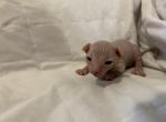 Moe RESERVED - Sphynx Cat For Sale - San Antonio&comma; TX&comma; US