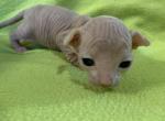 Curley RESERVED - Sphynx Cat For Sale - San Antonio&comma; TX&comma; US