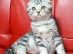 Charles - Scottish Fold Cat For Sale - Pembroke Pines&comma; FL&comma; US