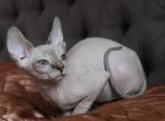 Winter Flower - Sphynx Cat For Sale - Pembroke Pines&comma; FL&comma; US