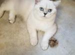Eric - British Shorthair Cat For Sale/Retired Breeding - Houston&comma; TX&comma; US
