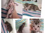Liter - Highlander Cat For Sale - Frenchtown&comma; MI&comma; US