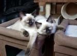 Precious Balinese Babies - Balinese Cat For Sale - Brooklyn&comma; NY&comma; US