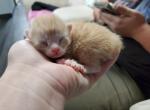 New baby 2 - Highlander Cat For Sale - Frenchtown&comma; MI&comma; US