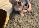Sphynx kittens available for sale - Sphynx Cat For Sale - Brooklyn&comma; NY&comma; US
