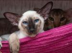 Bobby Oriental male kitten - Oriental Cat For Sale - Pembroke Pines&comma; FL&comma; US