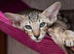 Dobby Oriental male kitten - Oriental Cat For Sale - Pembroke Pines&comma; FL&comma; US