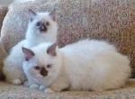 CinnaMindy's litter - Ragdoll Cat For Sale - Sumter&comma; SC&comma; US