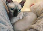 Sharon - Sphynx Cat For Sale - Pembroke Pines&comma; FL&comma; US