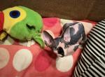 New litter - Sphynx Cat For Sale - Brooklyn&comma; NY&comma; US