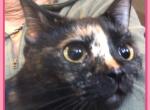 Lexie - Munchkin Cat For Sale - FL&comma; US