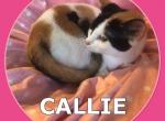 Callie - Munchkin Cat For Sale - FL&comma; US