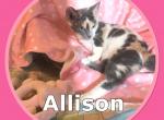 Allison - Munchkin Cat For Sale - FL&comma; US