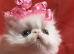 Eve  Gorgeous Tea Cup - Persian Cat For Sale - Atlanta&comma; GA&comma; US