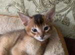 Alisa - Abyssinian Cat For Sale - Pembroke Pines&comma; FL&comma; US