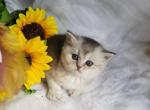 Scottish Straight Silver Kittie - Scottish Straight Cat For Sale - Brooklyn&comma; NY&comma; US