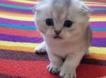 Scottish Fold Kittie - Scottish Fold Cat For Sale - Brooklyn&comma; NY&comma; US