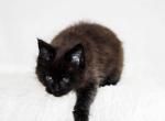 UA Mazurka Raisin - Maine Coon Cat For Sale - Brooklyn&comma; NY&comma; US