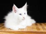 UA Mazurka Orion - Maine Coon Cat For Sale - Brooklyn&comma; NY&comma; US